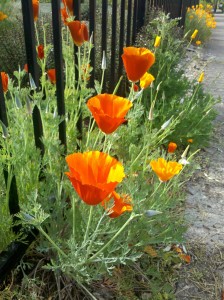 California poppies along a fence