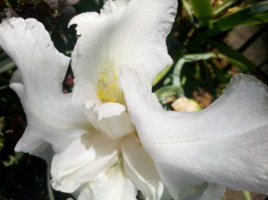 White iris, closeup