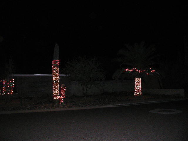 And more Christmas Cacti