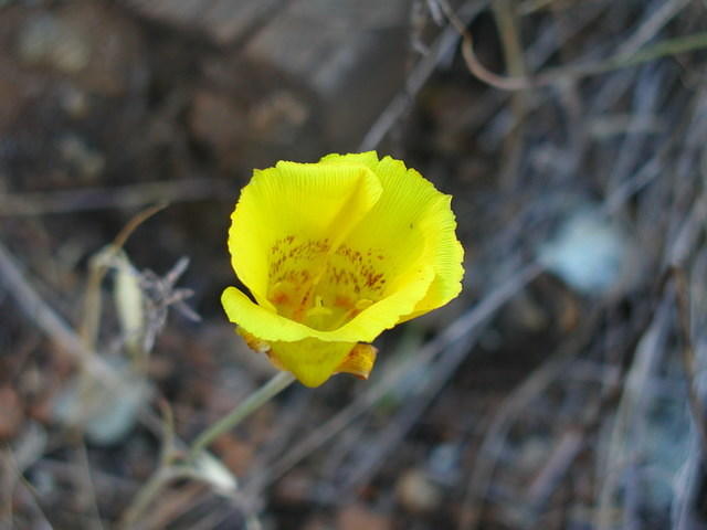 Yellow flower