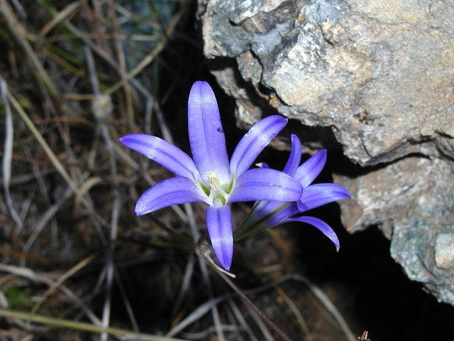 Purple flowers