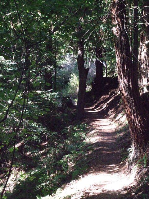 Dappled path