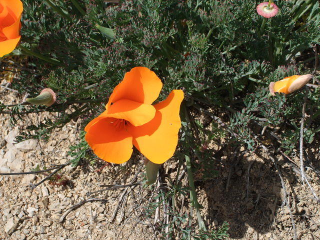 California Poppy