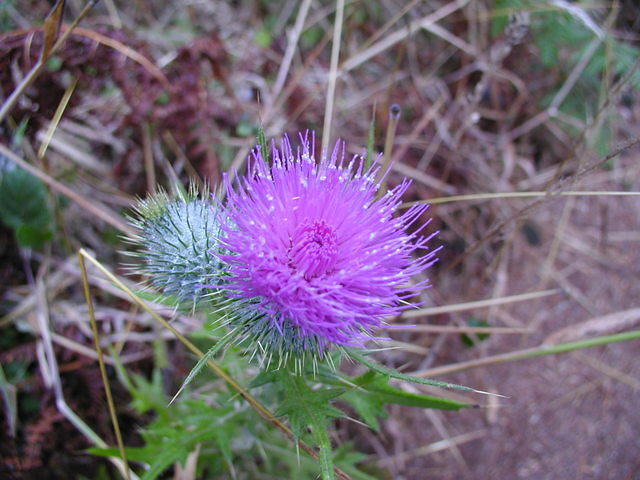 Thistle