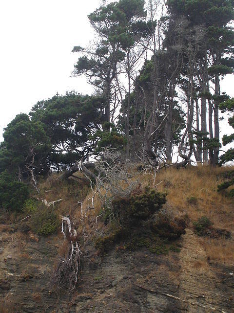 Hanging growth