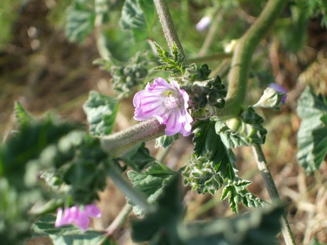 Wildflower at Coyote Point