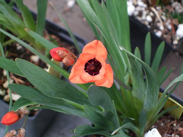 Orange in a pot