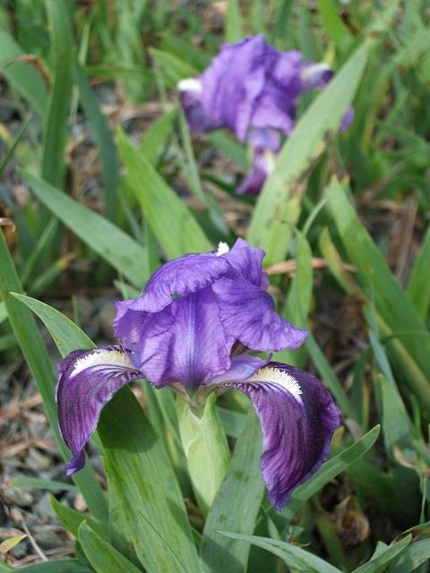 Irises