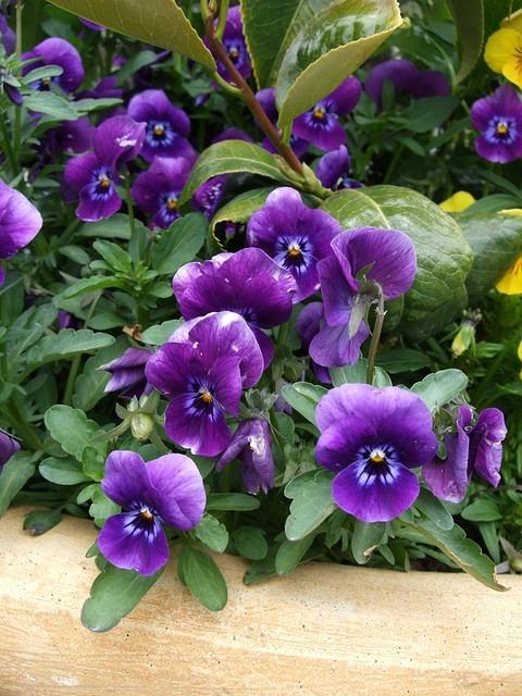 Purple pansies