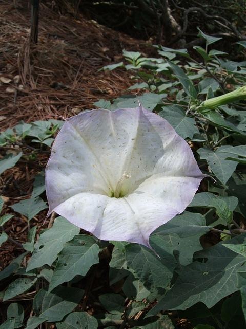 Flower in the UC Davis arboretum