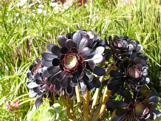 Black flowers