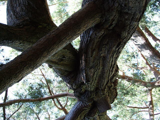 Twisty tree