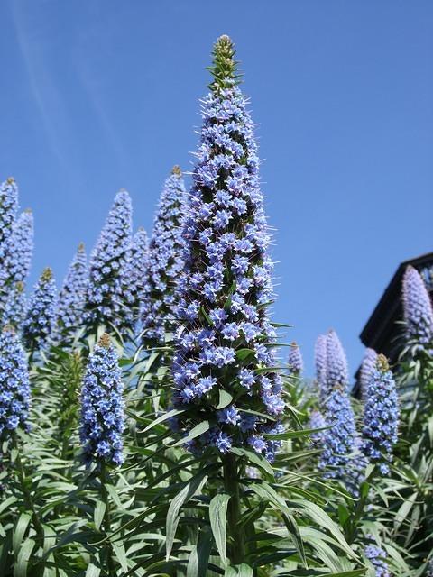 Flowers on Russian Hill