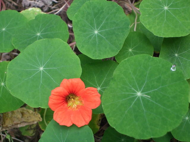 Nasturtium