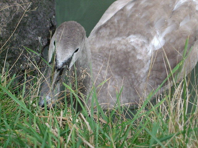 Cygnet eating