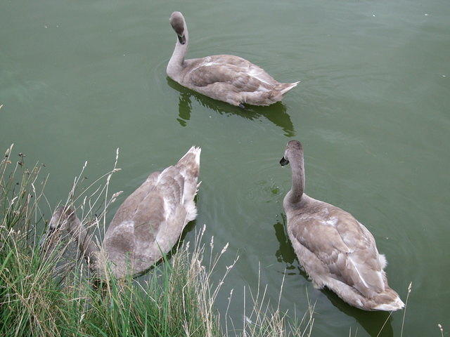 Triangle of cygnets