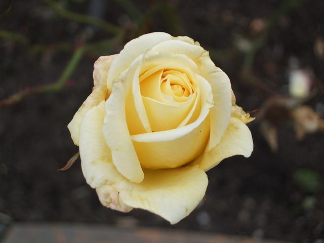 Yellow rose budding