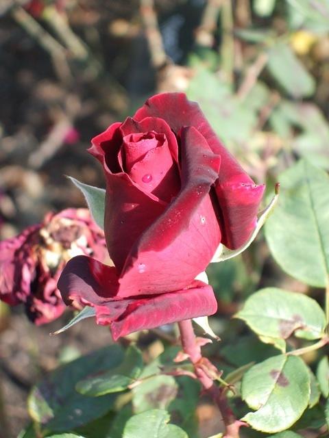 Red rose, N+1