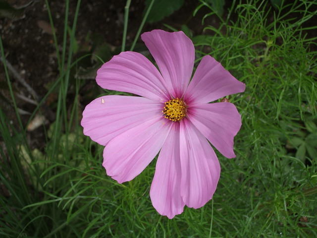 Cosmos