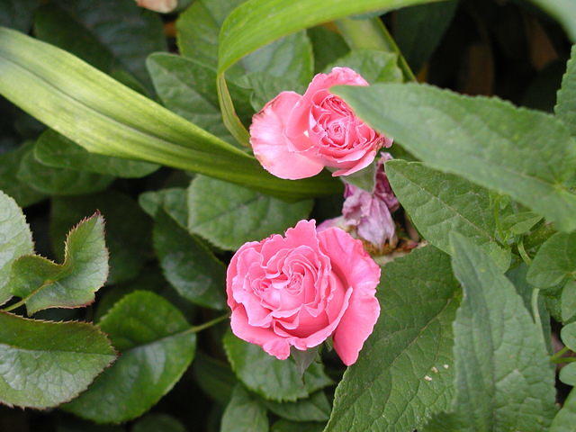 Pink Roses