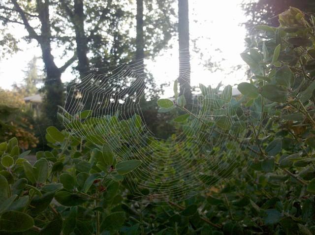 Dewy spiderweb