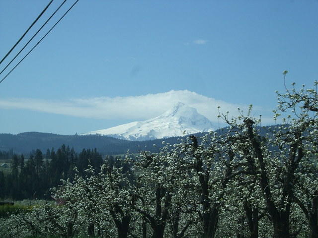 Mt. Hood, what else?