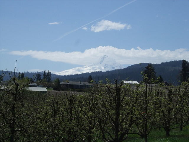 Mt. Hood with orchards