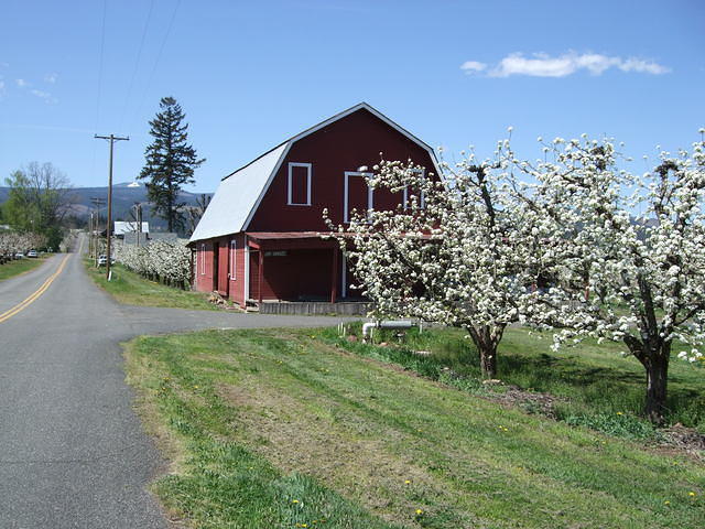 Red Farmhouse with blossoms