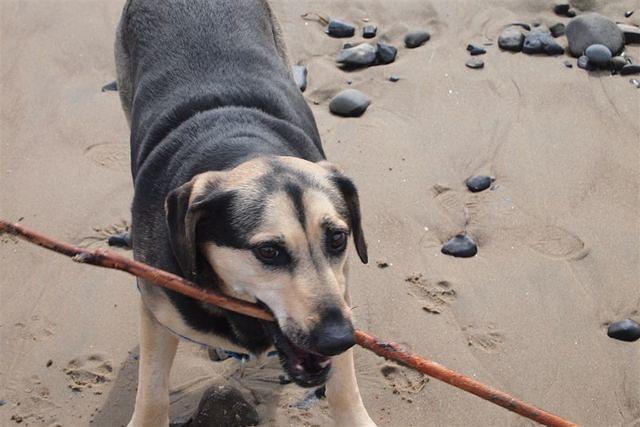 Stick, closeup