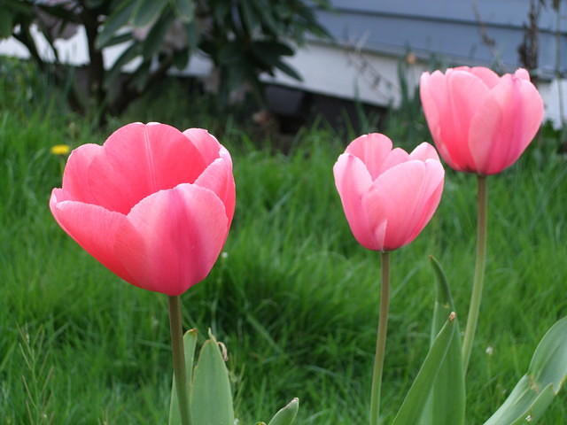 Pink tulips