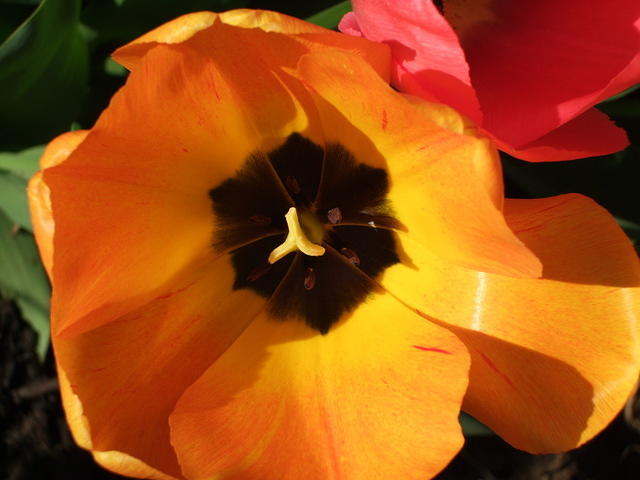 Buttery tulip