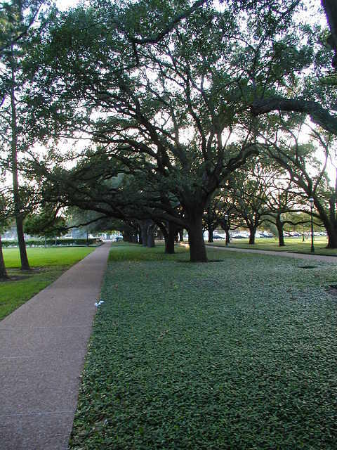 Tree half-tunnel