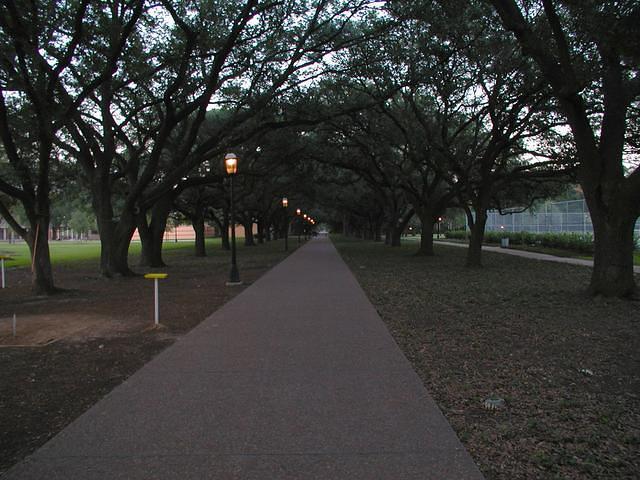 Tree tunnel