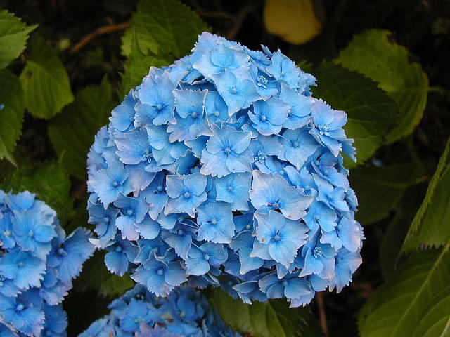 Blue hydrangea