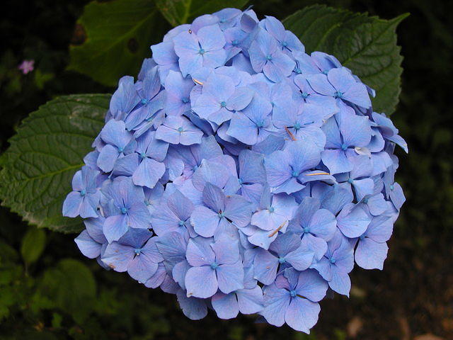 Blue-purple hydrangea