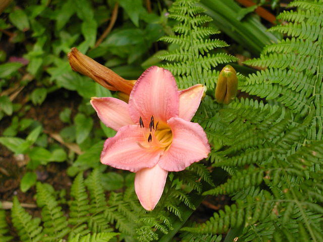 Lily at Heligan