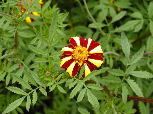 Striped marigold at Heligan