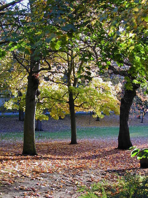 Trees in George Square, autumn