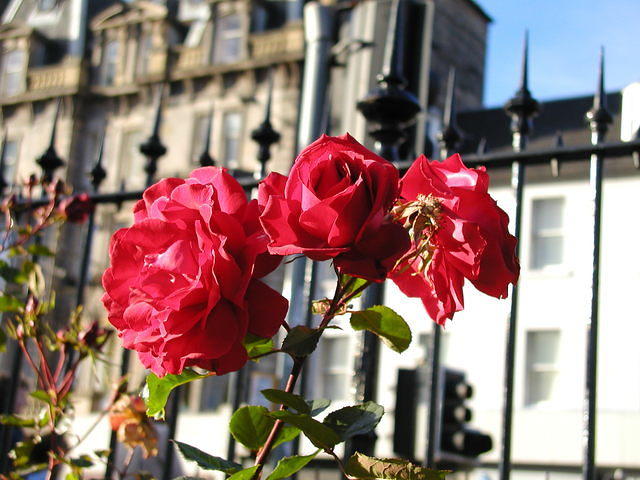 Roses in Princes Street Gardens