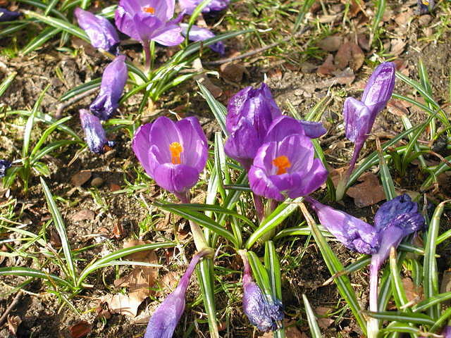 Crocuses in Kristiansand