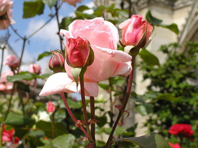 Rodin's Roses III: Buds and Blooms