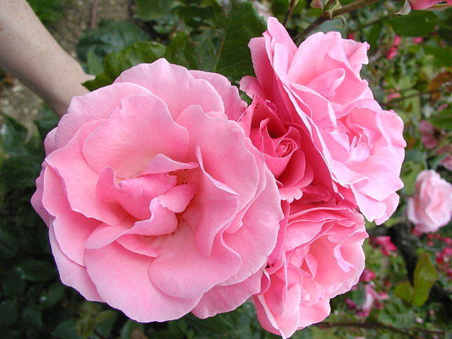 Rodin's Roses IV