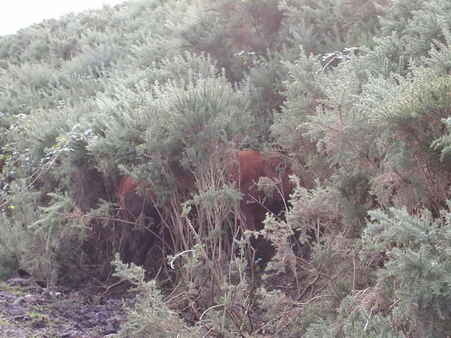 Highland cattle in the bushes