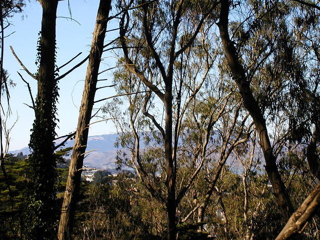 View from Mt. Davidson