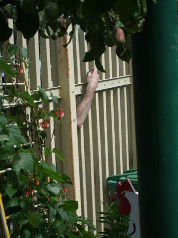 Growing arms in the community garden