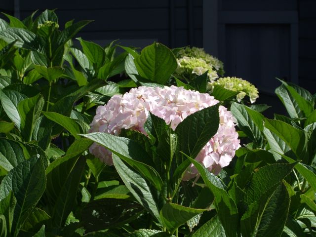 Hydrangea 1 (pink)