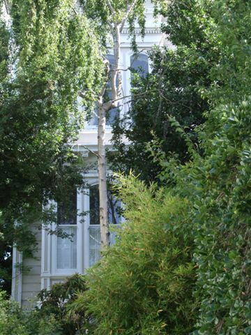 House shrouded in greenery