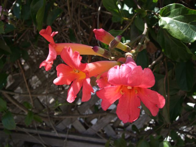 Trumpet Vines