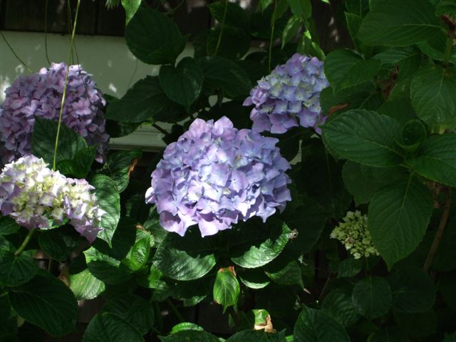 Hydrangea 2 (blue)