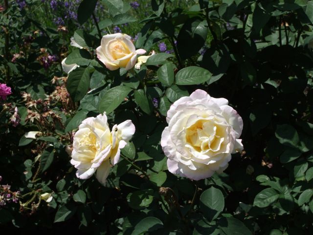 White roses